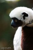 NCDC1144694 Coquerels sifaka / Propithecus coquereli