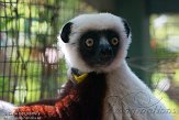 NCDC1144707 Coquerels sifaka / Propithecus coquereli