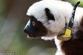 NCDC1144736 Coquerels sifaka / Propithecus coquereli