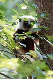 NCDC1144740 Coquerels sifaka / Propithecus coquereli