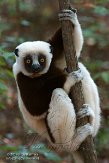 NCDC1144754 Coquerels sifaka / Propithecus coquereli