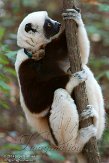 NCDC1144755 Coquerels sifaka / Propithecus coquereli