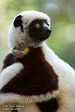 NCDC1144759 Coquerels sifaka / Propithecus coquereli