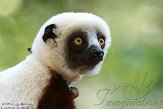 NCDC1144769 Coquerels sifaka / Propithecus coquereli