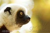 NCDC1144777 Coquerels sifaka / Propithecus coquereli