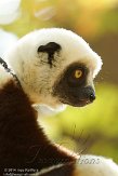 NCDC1144782 Coquerels sifaka / Propithecus coquereli