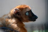 NCDC1197000 blauwoogmaki / Eulemur flavifrons