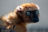 NCDC1197004 blauwoogmaki / Eulemur flavifrons