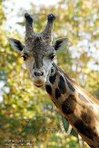 NCNZ1144800 netgiraf / Giraffa camelopardalis reticulata