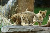 NCNZ1144816 Afrikaanse leeuw / Panthera leo