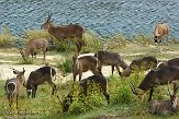 NCNZ1144830 waterbok / Kobus ellipsiprymnus gemsbok / Oryx gazella