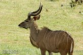 NCNZ1144832 grote koedoe / Tragelaphus strepsiceros