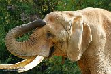 NCNZ1144841 Afrikaanse olifant / Loxodonta africana
