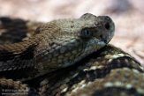 NCNC1196961 ratelslang / Crotalus horridus