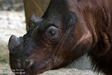 OHCZ1144937 Sumatraanse neushoorn / Dicerorhinus sumatrensis