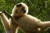 OHCZ1144983 Goudwanggibbon / Nomascus gabriellae