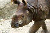OHCZ1145098 Indische neushoorn / Rhinoceros unicornis
