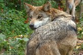 OHCA1145230 Mexicaanse wolf / Canis lupus baileyi