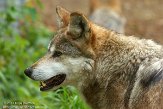 OHCA1145242 Mexicaanse wolf / Canis lupus baileyi