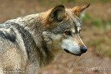 OHCA1145252 Mexicaanse wolf / Canis lupus baileyi