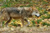 OHCA1145260 Mexicaanse wolf / Canis lupus baileyi