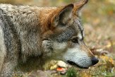 OHCA1145271 Mexicaanse wolf / Canis lupus baileyi