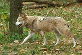 OHCA1145275 Mexicaanse wolf / Canis lupus baileyi