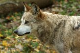 OHCA1145276 Mexicaanse wolf / Canis lupus baileyi
