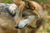 OHCA1145290 Mexicaanse wolf / Canis lupus baileyi