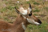 OHCA1145316 pronghorn / Antilocapra americana