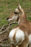 OHCA1145321 pronghorn / Antilocapra americana