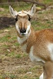 OHCA1145326 pronghorn / Antilocapra americana