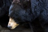 OROZ1185130 Amerikaanse zwarte beer / Ursus americanus