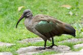OROZ1185243 hadada-ibis / Bostrychia hagedash