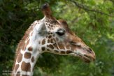 OROZ1185254 netgiraf / Giraffa camelopardalis reticulata