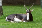 OROZ1185285 bontebok / Damaliscus pygargus pygarus