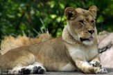 OROZ1185324 Afrikaanse leeuw / Panthera leo