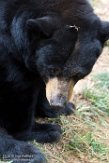 OROZ1185345 Amerikaanse zwarte beer / Ursus americanus