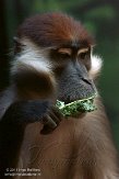 PAPZ1146314 roodkopmangabey / Cercocebus torquatus