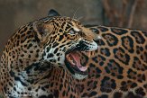 PAPZ1146404 jaguar / Panthera onca