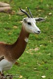 PAPZ1145589 dama gazelle / Nanger dama ruficollis