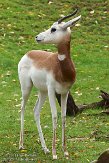 PAPZ1145593 dama gazelle / Nanger dama ruficollis