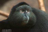 PAPZ1145610 diadeemmeerkat/ Cercopithecus mitis