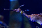 TNRA1196837 wierig zeedraakje / Phyllopteryx taeniolatus