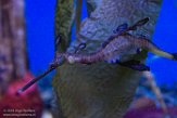 TNRA1196843 wierig zeedraakje / Phyllopteryx taeniolatus