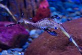 TNRA1196849 wierig zeedraakje / Phyllopteryx taeniolatus