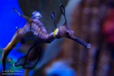 TNRA1196859 wierig zeedraakje / Phyllopteryx taeniolatus