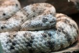 VAVZ1197058 Crotalus pyrrhus (southwestern speckled rattlesnake)