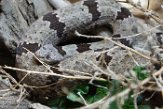 VAVZ1197060 Crotalus lepidus klauberi (banded rock rattlesnake)