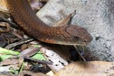 VAVZ1197065 koningscobra / Ophiophagus hannah